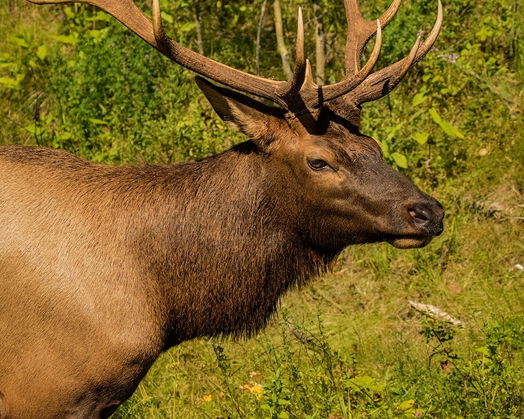 Bull Elk - Ryan Wunsch Photography